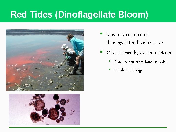 Red Tides (Dinoflagellate Bloom) § Mass development of dinoflagellates discolor water § Often caused