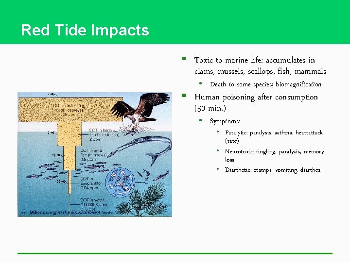 Red Tide Impacts § Toxic to marine life: accumulates in clams, mussels, scallops, fish,