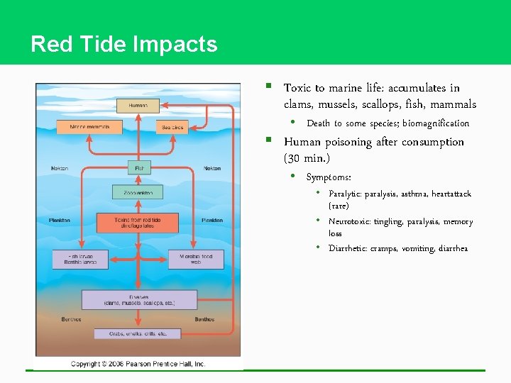 Red Tide Impacts § Toxic to marine life: accumulates in clams, mussels, scallops, fish,