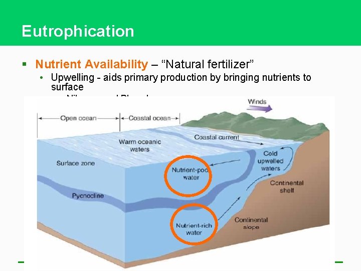 Eutrophication § Nutrient Availability – “Natural fertilizer” • Upwelling - aids primary production by
