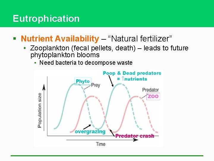 Eutrophication § Nutrient Availability – “Natural fertilizer” • Zooplankton (fecal pellets, death) – leads