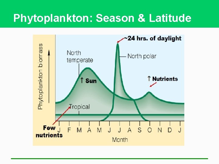 Phytoplankton: Season & Latitude 