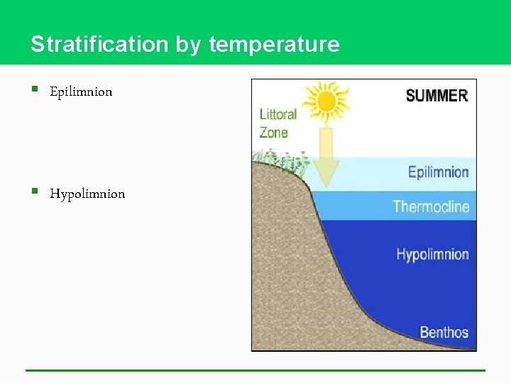 Stratification by temperature § Epilimnion § Hypolimnion 