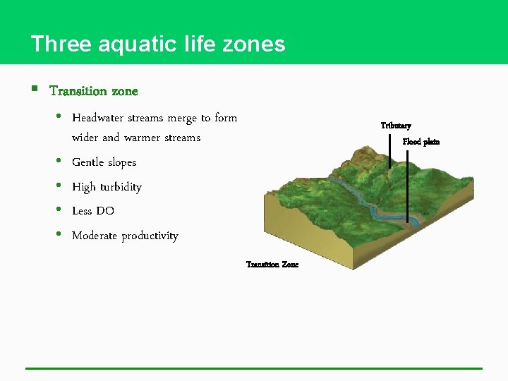 Three aquatic life zones § Transition zone • Headwater streams merge to form wider