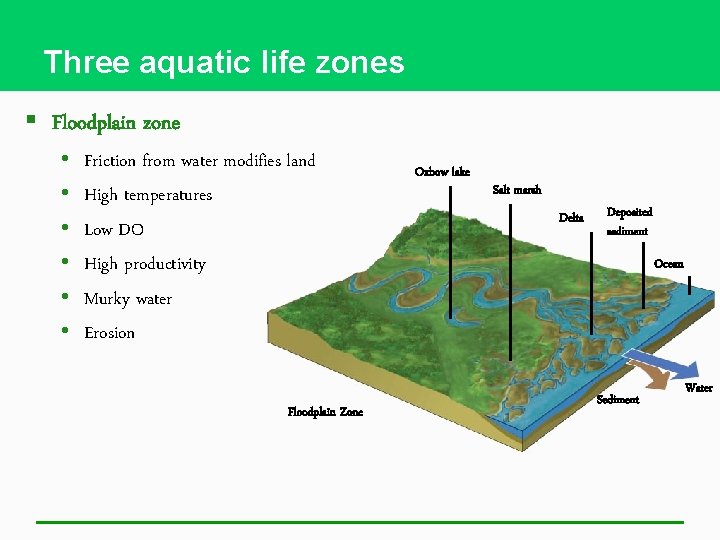 Three aquatic life zones § Floodplain zone • • • Friction from water modifies