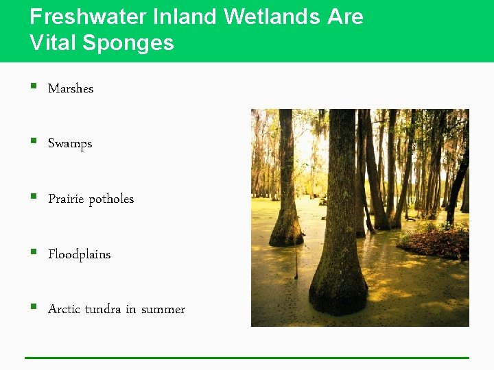 Freshwater Inland Wetlands Are Vital Sponges § Marshes § Swamps § Prairie potholes §