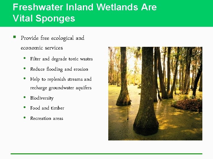Freshwater Inland Wetlands Are Vital Sponges § Provide free ecological and economic services •