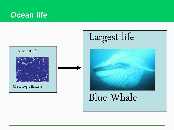 Ocean life Smallest life Largest life Microscopic Bacteria Blue Whale 