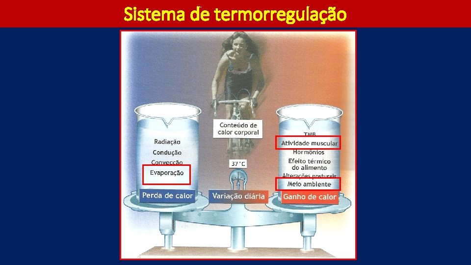 Sistema de termorregulação 