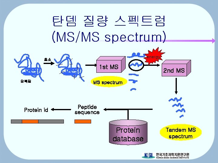 탄뎀 질량 스펙트럼 (MS/MS spectrum) energy 효소 1 st MS 단백질 Protein id 2