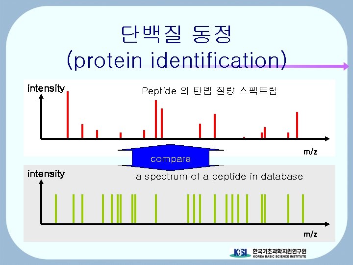 단백질 동정 (protein identification) intensity Peptide 의 탄뎀 질량 스펙트럼 compare intensity m/z a