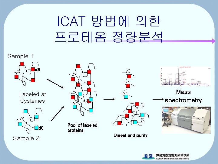 ICAT 방법에 의한 프로테옴 정량분석 Sample 1 d 8 Mass spectrometry Labeled at Cysteines