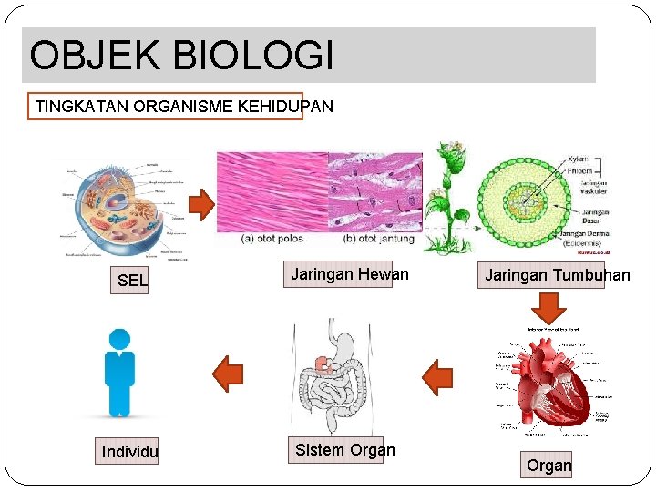 OBJEK BIOLOGI TINGKATAN ORGANISME KEHIDUPAN SEL Jaringan Hewan Individu Sistem Organ Jaringan Tumbuhan Organ