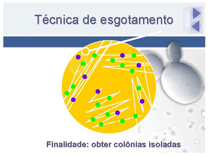 Técnica de esgotamento Finalidade: obter colônias isoladas 