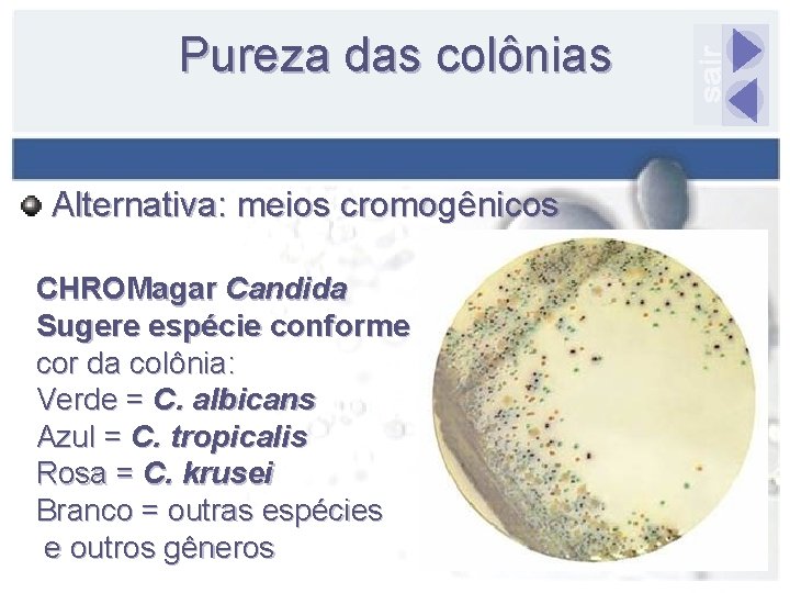 Pureza das colônias Alternativa: meios cromogênicos CHROMagar Candida Sugere espécie conforme cor da colônia: