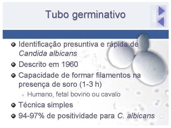 Tubo germinativo Identificação presuntiva e rápida de Candida albicans Descrito em 1960 Capacidade de