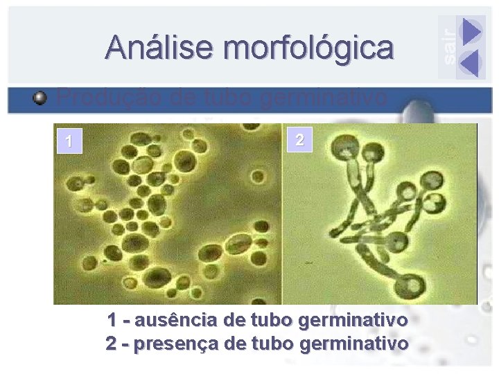 Análise morfológica Produção de tubo germinativo 1 2 1 - ausência de tubo germinativo