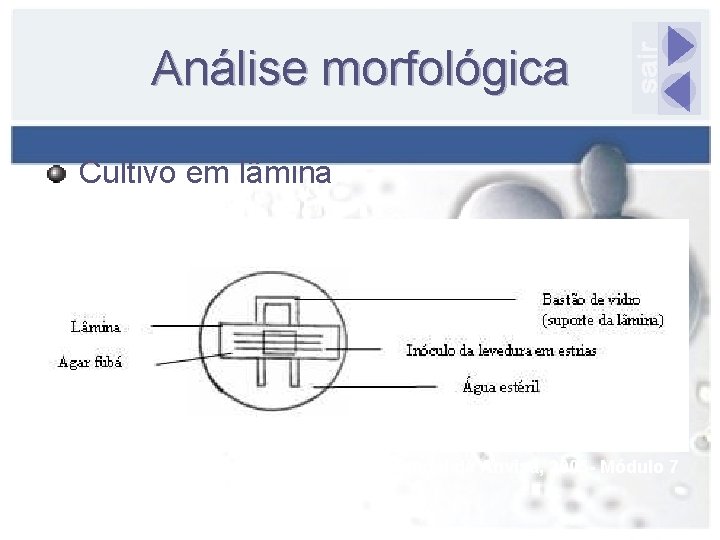 Análise morfológica Cultivo em lâmina Fonte: Manual da Anvisa, 2005 - Módulo 7 