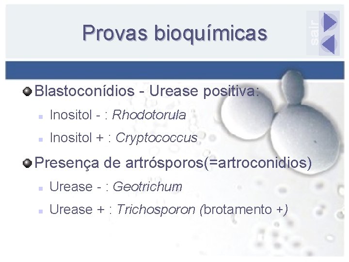 Provas bioquímicas Blastoconídios - Urease positiva: n Inositol - : Rhodotorula n Inositol +