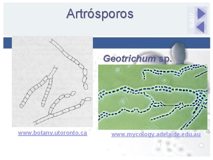 Artrósporos Geotrichum sp. www. botany. utoronto. ca www. mycology. adelaide. edu. au 