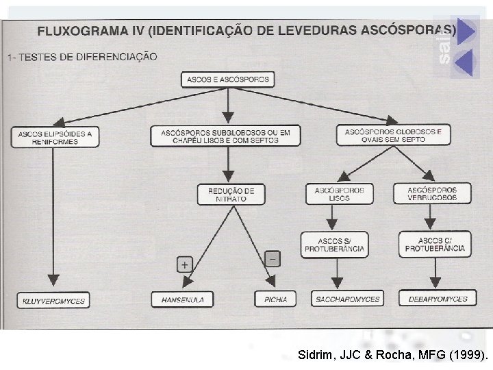 Sidrim, JJC & Rocha, MFG (1999). 