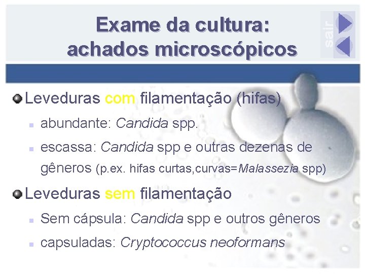Exame da cultura: achados microscópicos Leveduras com filamentação (hifas) n n abundante: Candida spp.