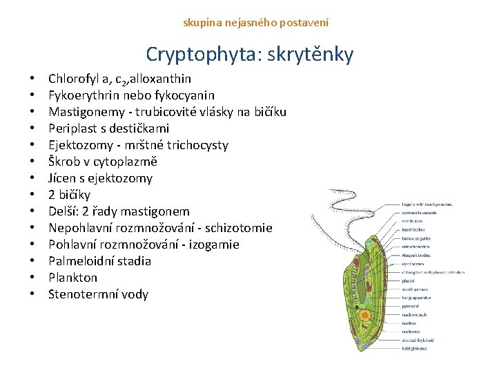 skupina nejasného postavení Cryptophyta: skrytěnky • • • • Chlorofyl a, c 2, alloxanthin