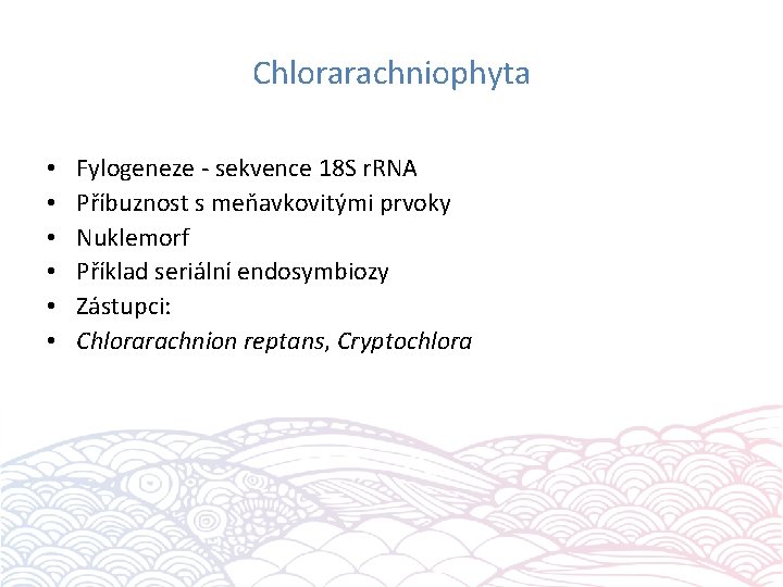 Chlorarachniophyta • • • Fylogeneze - sekvence 18 S r. RNA Příbuznost s meňavkovitými