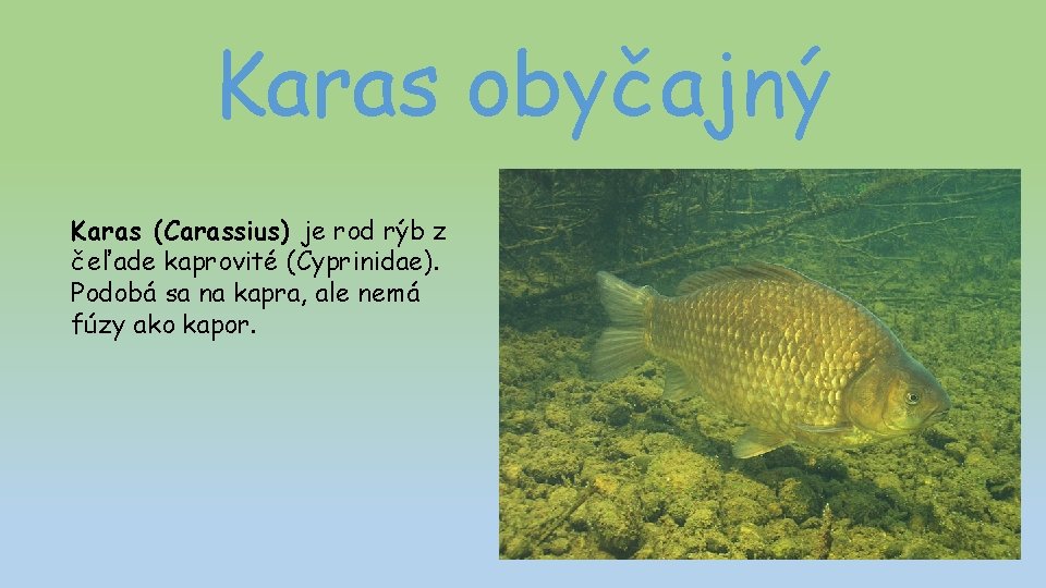 Karas obyčajný Karas (Carassius) je rod rýb z čeľade kaprovité (Cyprinidae). Podobá sa na