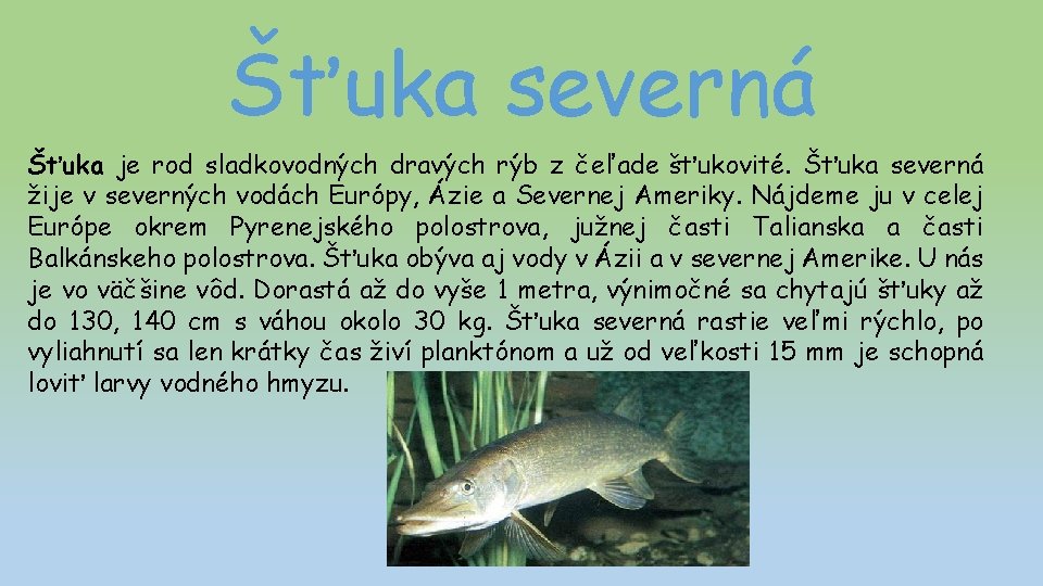 Šťuka severná Šťuka je rod sladkovodných dravých rýb z čeľade šťukovité. Šťuka severná žije