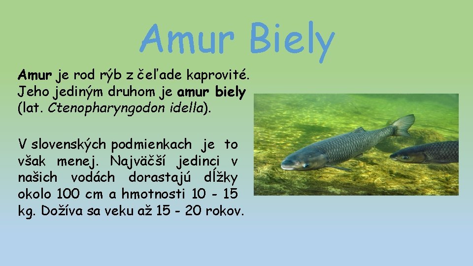 Amur Biely Amur je rod rýb z čeľade kaprovité. Jeho jediným druhom je amur