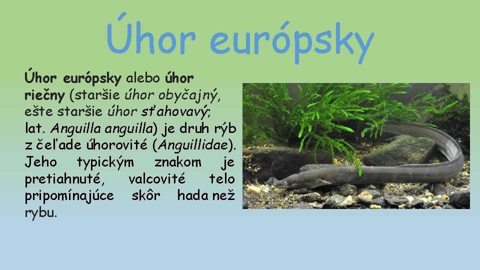 Úhor európsky alebo úhor riečny (staršie úhor obyčajný, ešte staršie úhor sťahovavý; lat. Anguilla