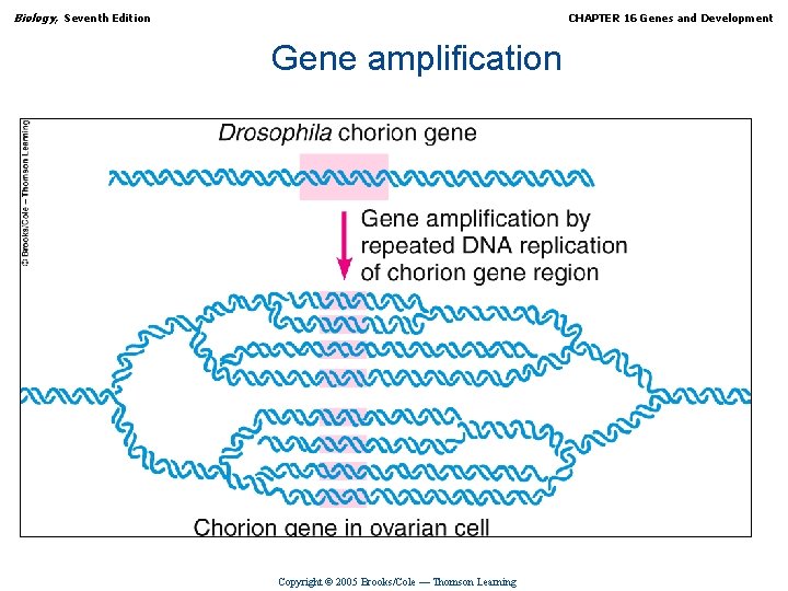 Biology, Seventh Edition CHAPTER 16 Genes and Development Gene amplification Copyright © 2005 Brooks/Cole