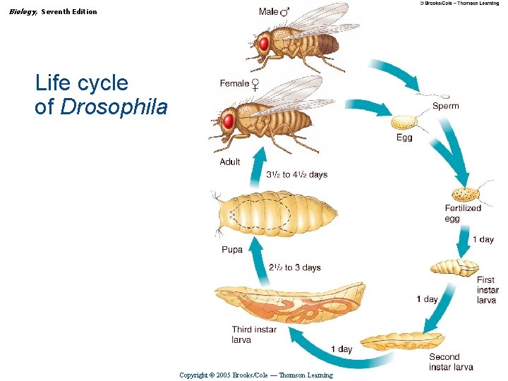 Biology, Seventh Edition CHAPTER 16 Genes and Development Life cycle of Drosophila Copyright ©