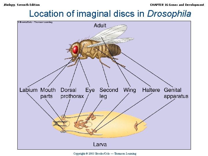 Biology, Seventh Edition CHAPTER 16 Genes and Development Location of imaginal discs in Drosophila