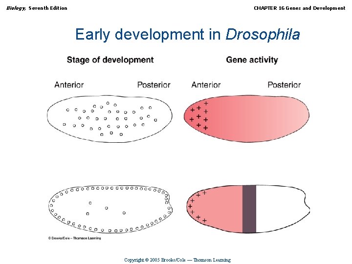 Biology, Seventh Edition CHAPTER 16 Genes and Development Early development in Drosophila Copyright ©