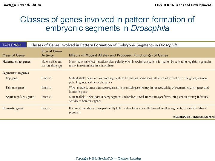 Biology, Seventh Edition CHAPTER 16 Genes and Development Classes of genes involved in pattern