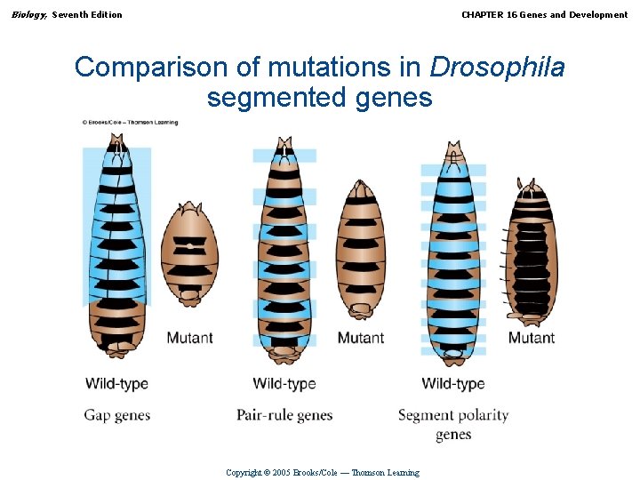 Biology, Seventh Edition CHAPTER 16 Genes and Development Comparison of mutations in Drosophila segmented