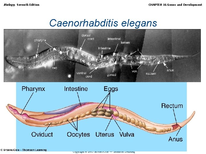 Biology, Seventh Edition CHAPTER 16 Genes and Development Caenorhabditis elegans Copyright © 2005 Brooks/Cole