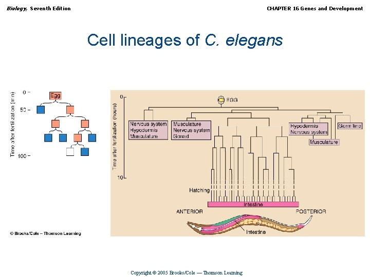 Biology, Seventh Edition CHAPTER 16 Genes and Development Cell lineages of C. elegans Copyright