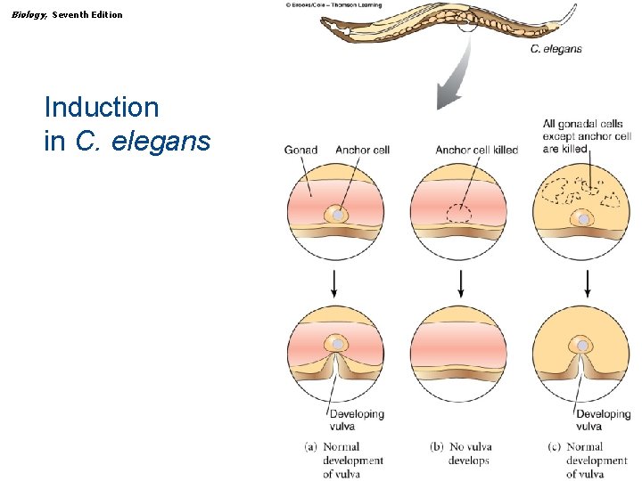 Biology, Seventh Edition CHAPTER 16 Genes and Development Induction in C. elegans Copyright ©