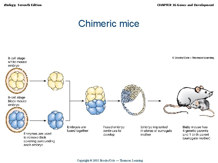 Biology, Seventh Edition CHAPTER 16 Genes and Development Chimeric mice Copyright © 2005 Brooks/Cole