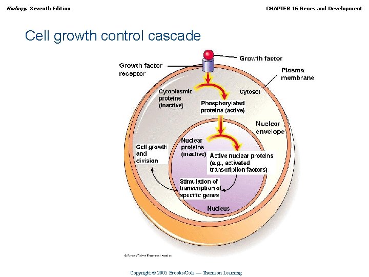 Biology, Seventh Edition CHAPTER 16 Genes and Development Cell growth control cascade Copyright ©
