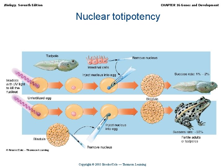 Biology, Seventh Edition CHAPTER 16 Genes and Development Nuclear totipotency Copyright © 2005 Brooks/Cole
