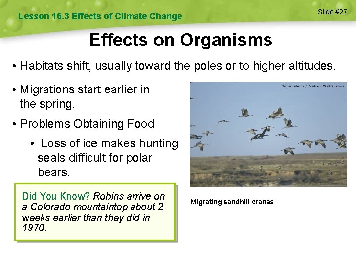 Slide #27 Lesson 16. 3 Effects of Climate Change Effects on Organisms • Habitats