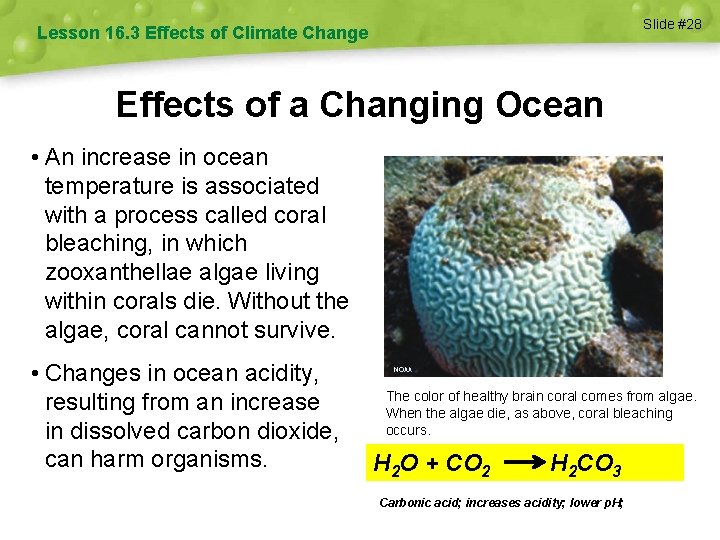 Slide #28 Lesson 16. 3 Effects of Climate Change Effects of a Changing Ocean