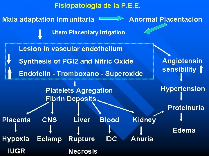Fisiopatologia de la P. E. E. Mala adaptation inmunitaria Anormal Placentacion Utero Placentary Irrigation