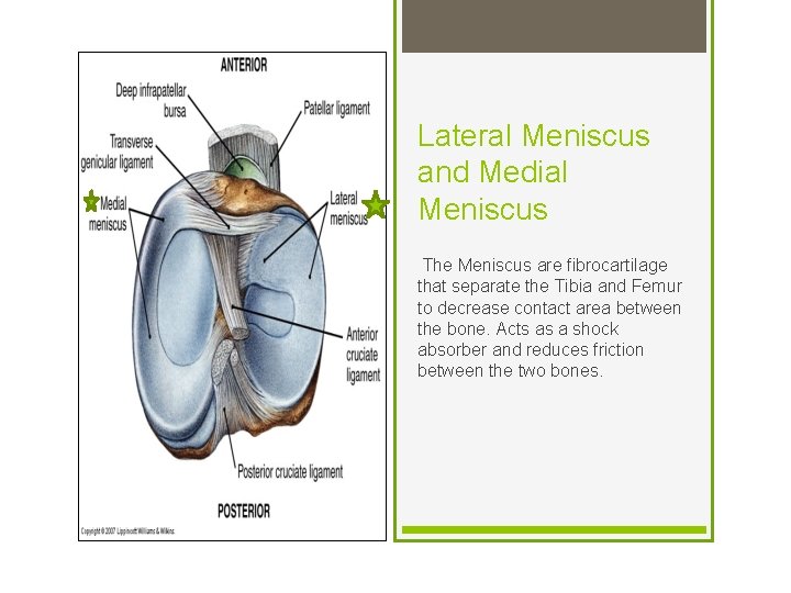 Lateral Meniscus and Medial Meniscus The Meniscus are fibrocartilage that separate the Tibia and