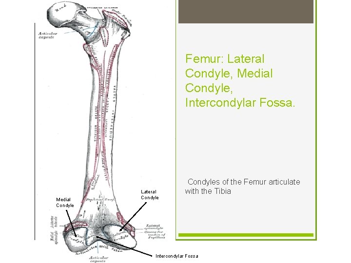 Femur: Lateral Condyle, Medial Condyle, Intercondylar Fossa. Medial Condyle Lateral Condyles of the Femur