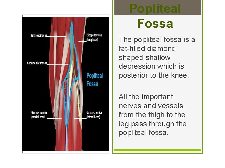 Popliteal Fossa The popliteal fossa is a fat-filled diamond shaped shallow depression which is